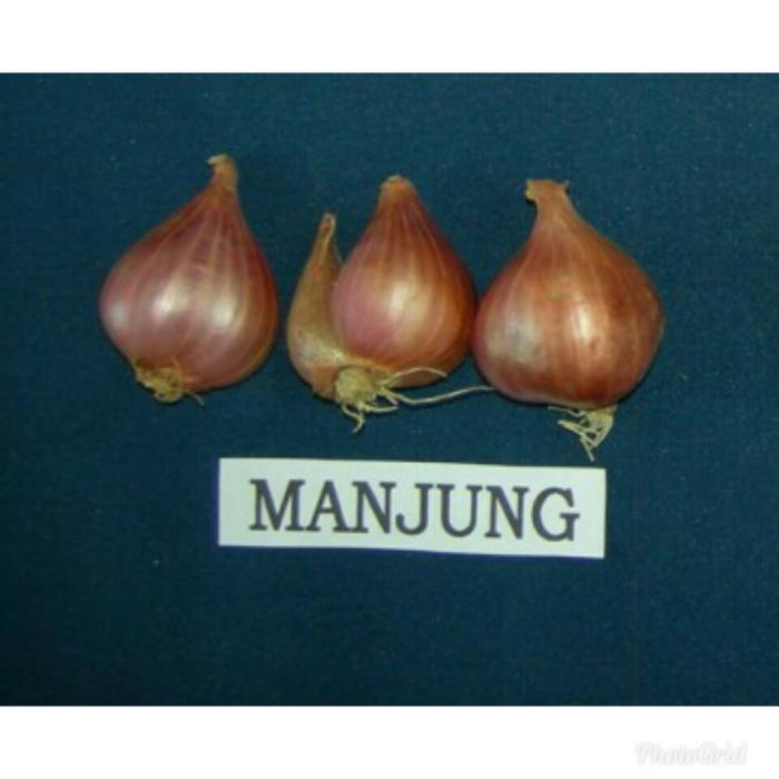 PEMILIHAN BIBIT BAWANG MERAH YANG TEPAT UNTUK BUDIDAYA BAWANG MERAH AGAR MENGHASILKAN PRODUKSI YANG MAKSIMAL