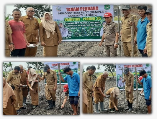 Inovasi Teknologi Benih Hibrida Pioneer 35 Tingkatkan Pendapatan Petani