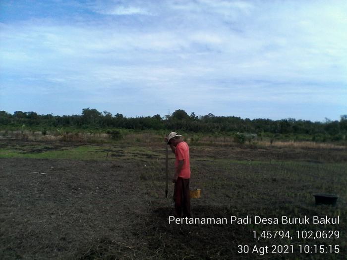 PENYULUH PERTANIAN BERSAMA KELOMPOK TANI PINDAH TANAM BIBIT PADI