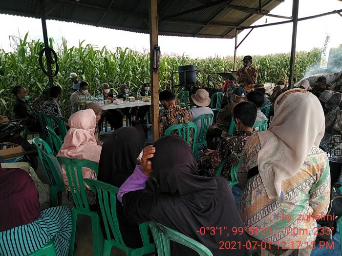PENINJAUAN LAPANGAN KAWASAN PENGEMBANGAN KOMODITAS JAGUNG TERKAIT KEGIATAN FOOD ESTATE PASAMAN BARAT