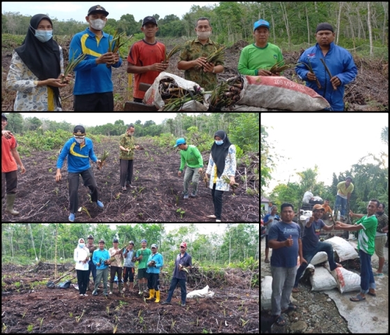 Kegiatan Penyediaan Pangan Berbasis Sumber Daya Lokal Di Desa Resam Lapis Kecamatan Bantan Kabupaten Bengkalis.