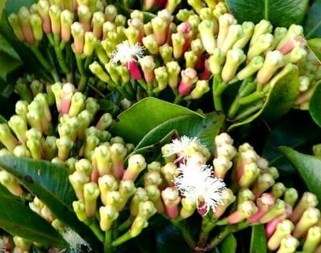 MENCEGAH GUGUR BUNGA UNTUK MENINGKATKAN PRODUKSI BUAH MANGGA DALAM POT
