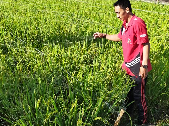 Pengendalian Hama Burung Pada Tanaman Padi Sawah Dengan Mengunakan Jaring