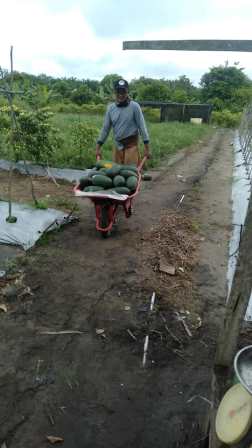  seno haji profil petani hortikultura dari kelompok tani sabar subur desa trans siong kecamatan Paju epat kabupaten Barito timur KALTENG 