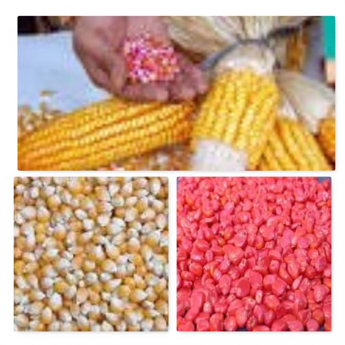 pemilihan benih jagung unggul di gapoktan sido makmur desa randusongo kecamatan gerih kabupaten ngawi