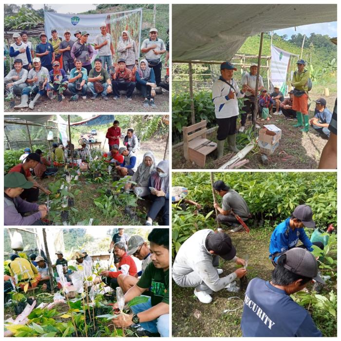 Bimtek Sambung Pucuk Dan Sambung Samping Di Desa Long Sam