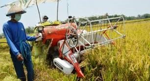 CARA MENGATASI PENYAKIT TANAMAN MANGGIS