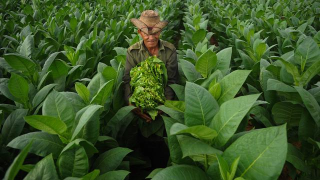 LIMBAH TEMBAKAU PADA PUNTUNG ROKOK SEBAGAI BIO-PESTISIDA PADA TOMAT