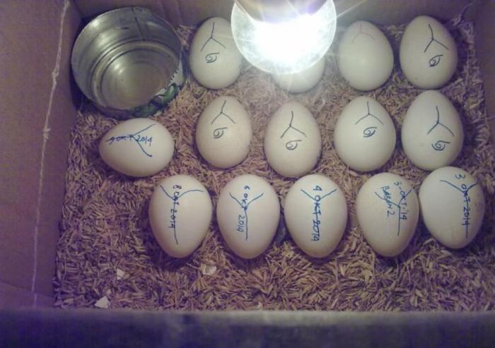 Alat Penetas Telur Ayam Sederhana