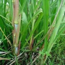 Teknologi Budidaya Tomat dengan Mulsa Plastik di Dataran Tinggi