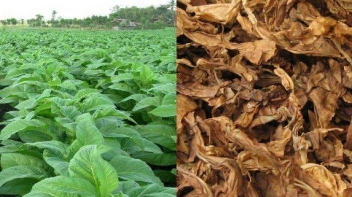 JAMBU BIJI MERAH, TINGKATKAN IMUN TUBUH TANGKAL  CORONA COVID-19