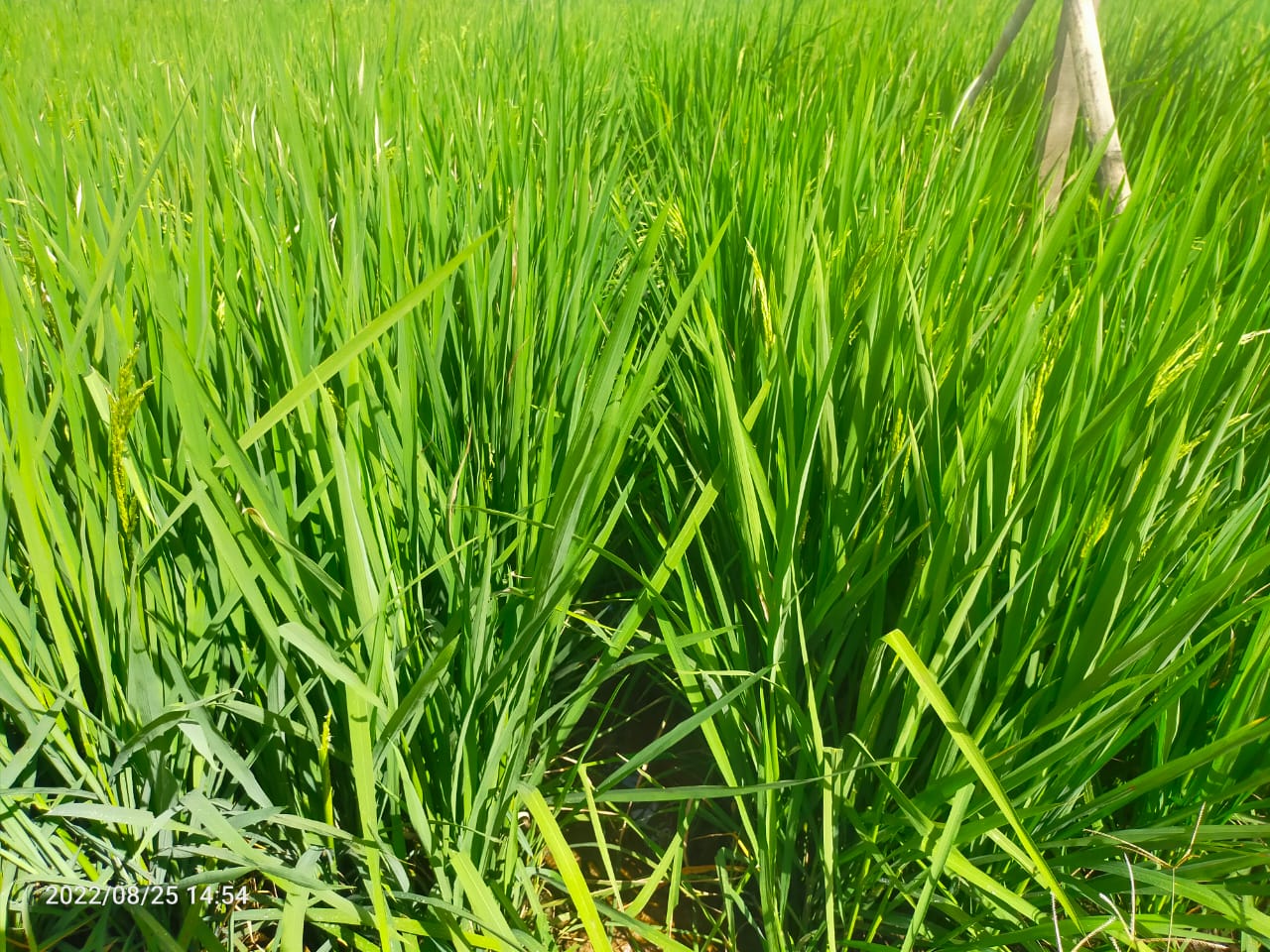 DAMPAK PERUBAHAN IKLIM DI SEKTOR PERKEBUNAN