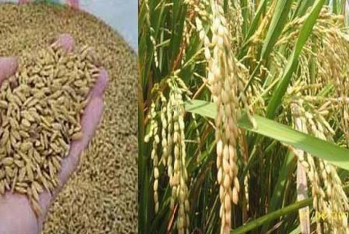 MANFAAT DAUN BATANG DAN BIJI TANAMAN TEH 
