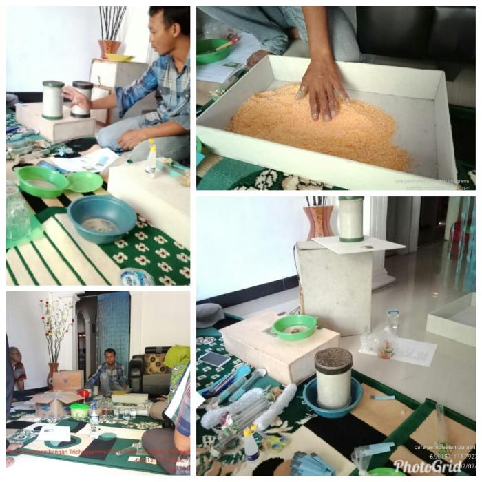 STUDY TIRU KELOMPOK TANI NUGROHO TANI DESA SUKOWATI KECAMATAN KAPAS KABUPATEN BOJONEGORO DALAM RANGKA PENGEMBANGAN PIAS TRICHOGRAMMA SP 