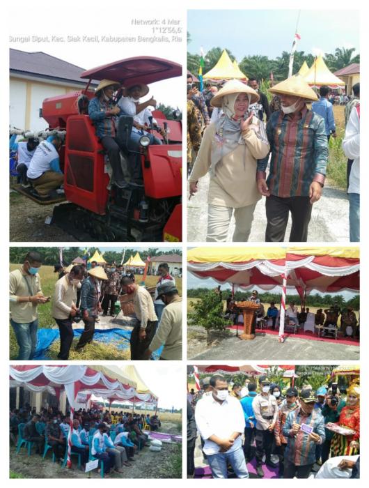 Panen Padi Bersama Di Kelompok Tani Koto Rejo II Di Kegiatan Penangkar Benih Di Hadiri Oleh Wakil Bupati Bengkalis  Di Kec. Siak Kecil Kab. Bengkalis