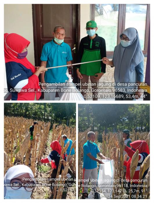 Pengambilan Sampel Ubinan Jagung di Kelompok Tani Pancuran 1, desa Pancuran