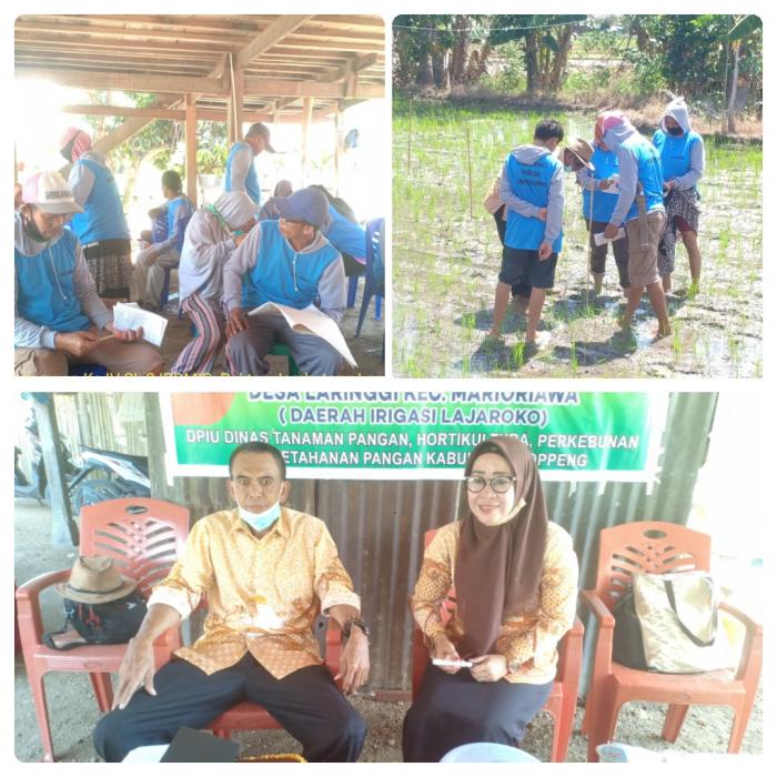 Sekolah Lapang (sl) Ipdmid Pendukung  Peningkatan Produksi Padi Di Poktan Jembatang Langie Desa Laringgi Kecamatan Marioriawa Kabupaten Soppeng
