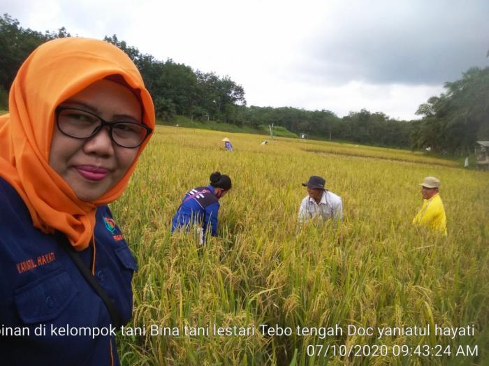 BPP TEBO TENGAH MELAKUKAN PENGAMBILAN UBINAN PADI SAWAH DI POKTAN BINA TANI LESTARI WKPP BEDARO RAMPAK