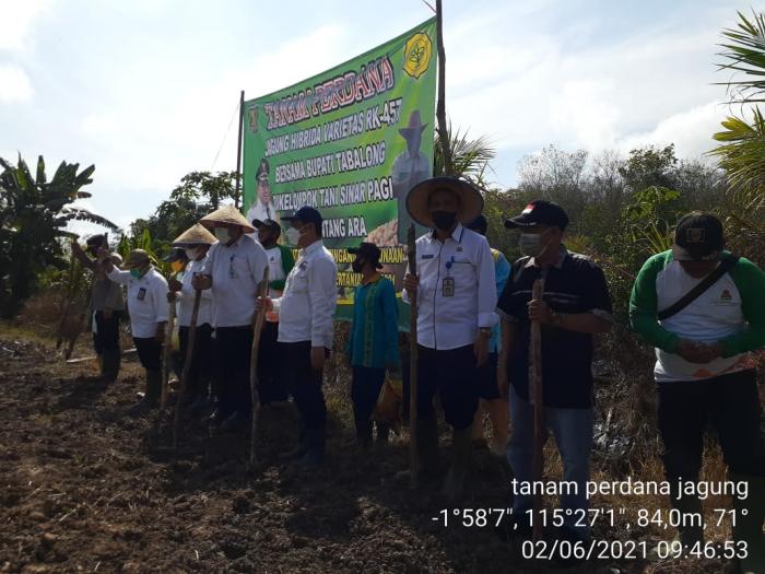 MENANAM JAGUNG VARIETAS BARU