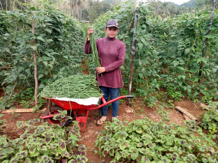 Kegiatan Family Farming Tahun 2020 Desa Ajangpulu Kecamatan Cina