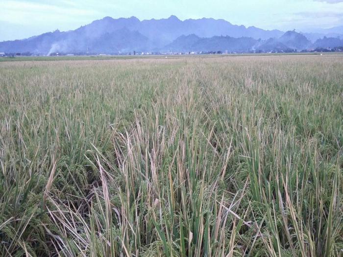 Tips Mengendalikan Penyakit Kresek atau Hawar Daun Bakteri (HDB) Pada Tanaman Padi