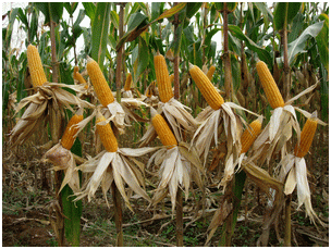 Budidaya Tanaman jagung Hibrida
