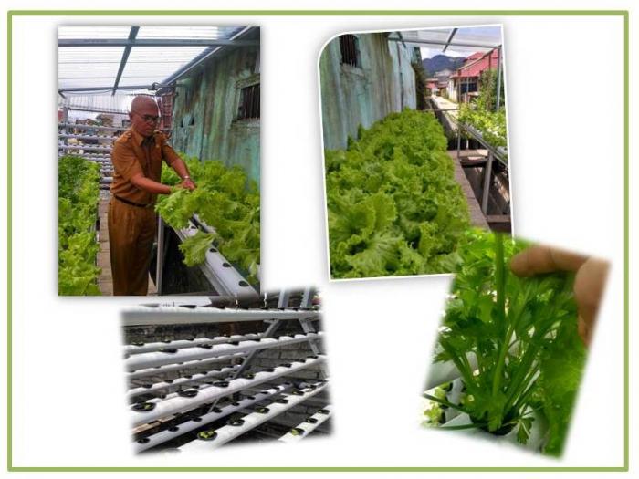 good agricultural practices (gap) tanaman buah