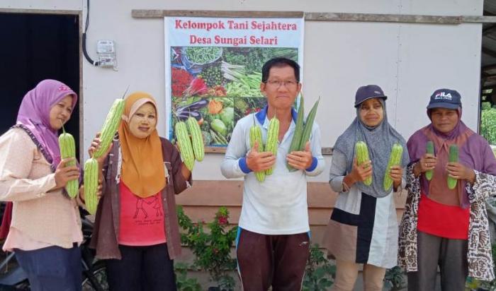 PANEN SAYURAN DI DESA SUNGAI SELARI KECAMATAN BUKIT BATU 