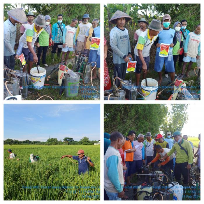 Gerdal WBC Poktan Karya Makmur desa Klepek Kecamatan Sukosewu Kabupaten Bojonegoro