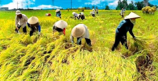 Upaya Kabupaten Bone Menjadi Lumbung Pangan Nasional