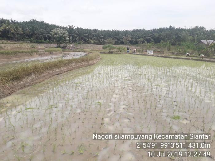 Pengairan Berselang Pada Tanaman Padi Sawah
