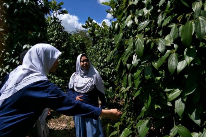 Kearifan Lokal Pemanfaatan Lada di Kabupaten Sambas