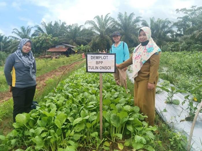  Demplot Sawi Bpp Tulin Onsoi, Panen Hingga100 Kg