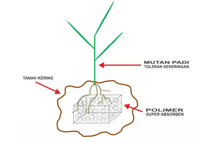 Potensi Kombinasi Teknologi Mutan Padi Toleran Kekeringan dan Polimer Superabsorben: Peran IPTEK Nuklir dalam Peningkatan Produksi Padi Lahan Kering