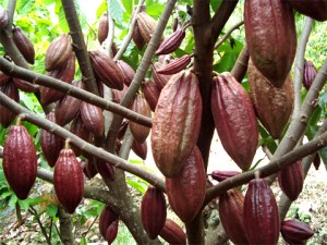 Budidaya Cacao