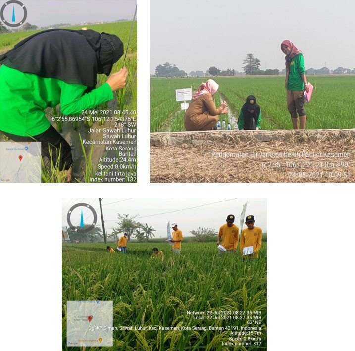 Uji Coba Teknologi (display Varietas Unggul Baru (vub) ) Sebagai Upaya Pergiliran Varietas Padi Di Kecamatan Kasemen