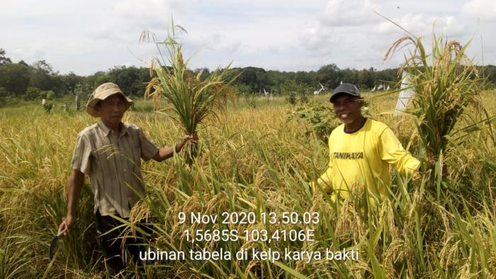 Tanam Benih Langsung (TABELA)