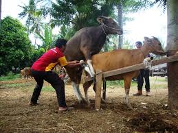 PENANGANAN MASALAH REPRODUKSI PADA SAPI