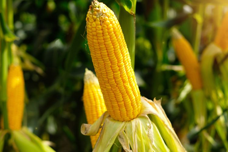 KLENTEK DAN PENYIANGAN TANAMAN TEBU SEBAGAI UPAYA PENINGKATAN PRODUKTIVITAS DAN RENDEMEN TEBU