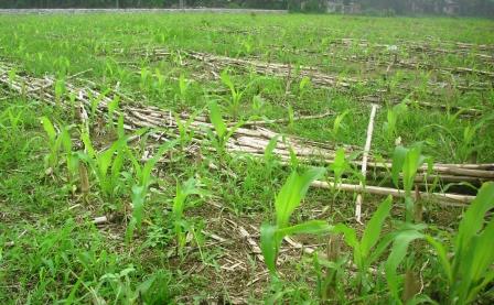 MENENTUKAN MATANG SADAP TANAMAN KARET