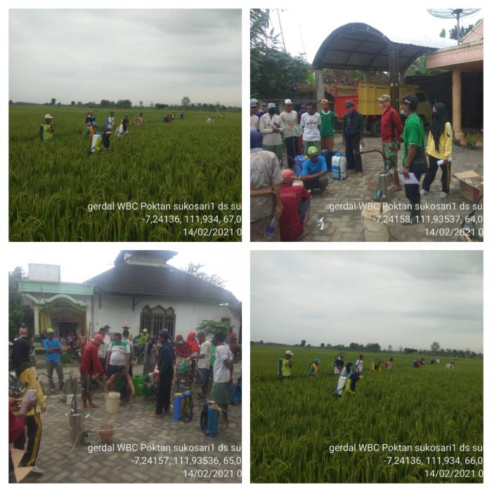 Gerakan pengendalian Wereng Batang Coklat di tengah masa pendemi covid 19  poktan Sukosari I desa Sukosewu Kecamatan Sukosewu