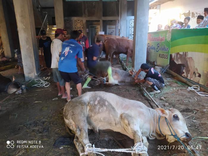 Kesalahan Penanganan Hewan Kurban