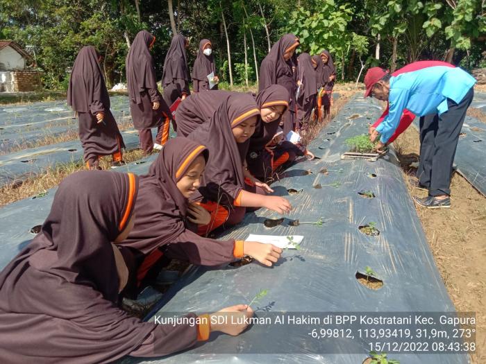 TAWARKAN EDUKASI BERCOCOK TANAM, BPP KOSTRATANI KECAMATAN GAPURA  RAMAI DIKUNJUNGI PULUHAN ANAK SEKOLAH