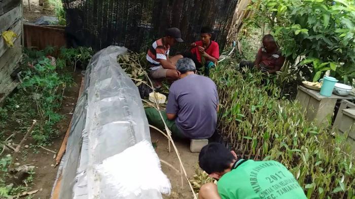 Sambung Pucuk