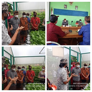 PANEN POKCOY DI BPP ABIANSEMAL BADUNG