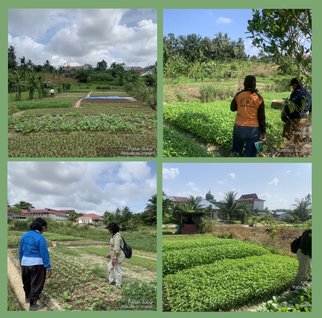 Budidaya Tanaman Sayur Di Kelompok Wanita Tani Subur