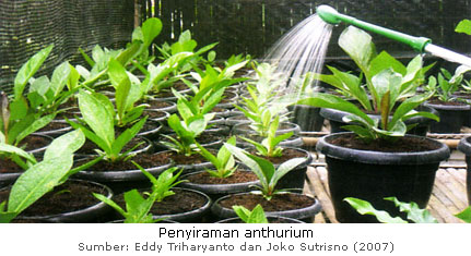 Teknik Penyiraman Tanaman Anthurium 