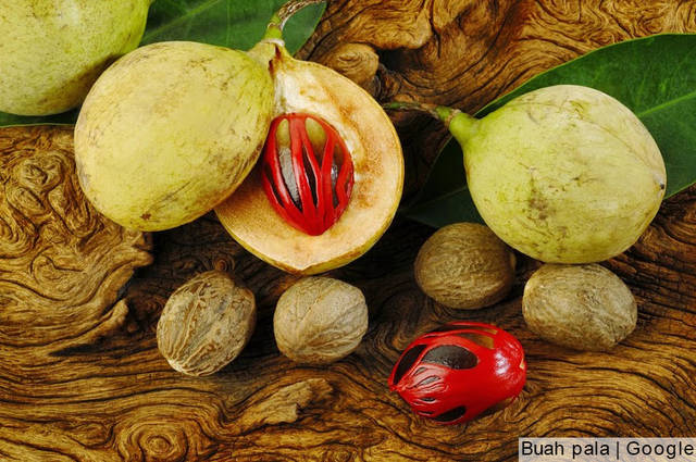 KOMPOSISI BUAH PALA