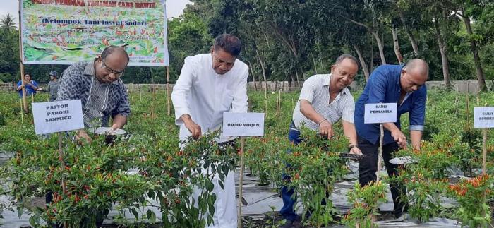 PANEN PERDANA CABE RAWIT DI KECAMATAN KOTABARU KABUPATEN ENDE DAN PERAN AGEN PENYULUHAN PERTANIAN