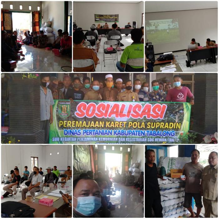 SOSIALISASI BOKAR BERSIH DAN POLA SUPRADIN TANAMAN KARET DI DESA KAONG